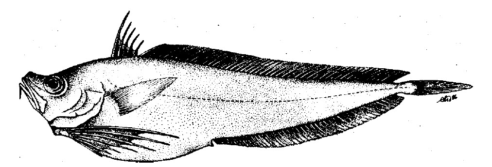 Rhynchogadus hepaticus_01.jpg